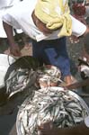 Fish trader at Elmina holding money on her mouth